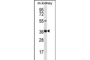 GRXCR1 Antibody (Center) (ABIN656616 and ABIN2845869) western blot analysis in mouse kidney tissue lysates (35 μg/lane). (GRXCR1 抗体  (AA 83-112))