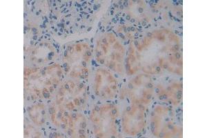 Used in DAB staining on fromalin fixed paraffin- embedded kidney tissue (VARS 抗体  (AA 2-219))