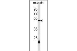 Western blot analysis in mouse brain tissue lysates (35ug/lane). (SMARCB1 抗体  (N-Term))