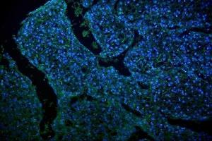 IF analysis of GLUT9 using anti-GLUT9 antibody (ABIN3044546).