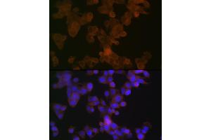 Immunofluorescence analysis of HepG2 cells using  Rabbit mAb (ABIN7265645) at dilution of 1:100 (40x lens). (APOL1 抗体)