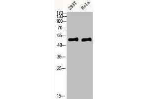 IKBKG antibody  (AA 60-120)