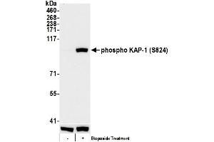 Western Blotting (WB) image for anti-Tripartite Motif Containing 28 (TRIM28) (pSer824) antibody (ABIN7455183) (KAP1 抗体  (pSer824))