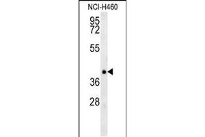 TRAF1 Antibody (N-term) (ABIN657867 and ABIN2846823) western blot analysis in NCI- cell line lysates (35 μg/lane).