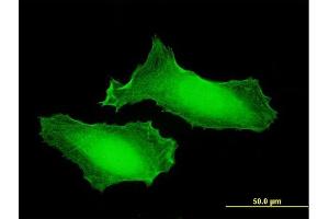 Immunofluorescence of purified MaxPab antibody to KCTD7 on HeLa cell. (KCTD7 抗体  (AA 1-289))