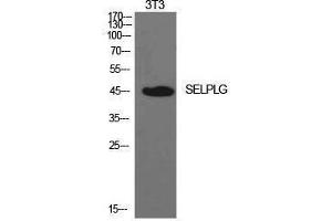 Western Blotting (WB) image for anti-Selectin P Ligand (SELPLG) (Internal Region) antibody (ABIN3181425) (SELPLG 抗体  (Internal Region))