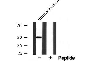 Western blot analysis on mouse muscle lysate using EGR2 Antibody