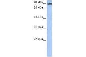 Western Blotting (WB) image for anti-phosphoenolpyruvate Carboxykinase 1 (Soluble) (PCK1) antibody (ABIN2460581) (PCK1 抗体)