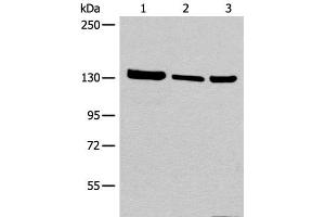 Western blot analysis of 293T cell Human testis tissue lysate A549 cell lysates using EPHA6 Polyclonal Antibody at dilution of 1:800 (EPH Receptor A6 抗体)
