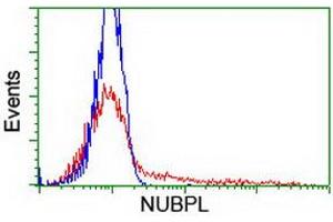 Flow Cytometry (FACS) image for anti-Nucleotide Binding Protein-Like (NUBPL) (AA 1-250) antibody (ABIN1490632) (NUBPL 抗体  (AA 1-250))