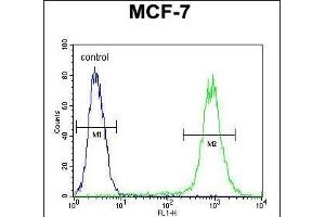 FGF9 Antibody (N-term) (ABIN654171 and ABIN2844030) flow cytometric analysis of MCF-7 cells (right histogram) compared to a negative control cell (left histogram). (FGF9 抗体  (N-Term))