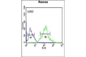 Flow cytometric analysis of Ramos cells using FOXP1 Antibody (C-term) Cat. (FOXP1 抗体  (C-Term))