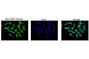Immunofluorescence (IF) image for anti-Ribonucleotide Reductase M2 (RRM2) (C-Term) antibody (ABIN2452118) (RRM2 抗体  (C-Term))
