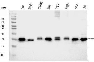 Western blot analysis of ATP5H using anti-ATP5H antibody (ABIN3043795).