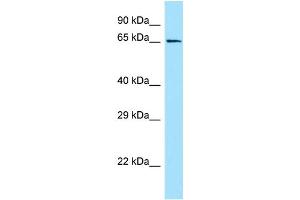WB Suggested Anti-GPR50 Antibody Titration: 1. (GPR50 抗体  (C-Term))