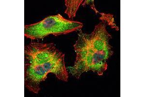Immunofluorescence analysis of Hela cells using BLK mouse mAb (green). (BLK 抗体)