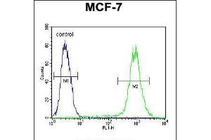 Flow cytometric analysis of MCF-7 cells (right histogram) compared to a negative control cell (left histogram). (FGF9 抗体  (N-Term))