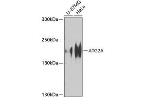Western blot analysis of extracts of various cell lines, using A Antibody (ABIN6134606, ABIN6137252, ABIN6137253 and ABIN6224679) at 1:1000 dilution. (ATG2A 抗体  (AA 700-800))