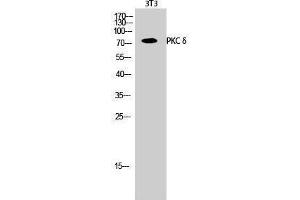 Western Blotting (WB) image for anti-Protein Kinase C, delta (PKCd) (Thr292) antibody (ABIN6284034)