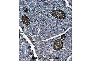 ENOG Antibody (ABIN6244274 and ABIN6577058) immunohistochemistry analysis in formalin fixed and paraffin embedded human pancreas tissue followed by peroxidase conjμgation of the secondary antibody and DAB staining. (ENO2/NSE 抗体)