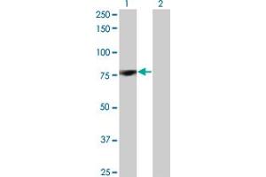 Western Blot analysis of PRKCD expression in transfected 293T cell line by PRKCD monoclonal antibody (M07), clone 8E12. (PKC delta 抗体  (AA 577-676))