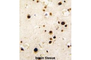 Immunohistochemistry (IHC) image for anti-Heterogeneous Nuclear Ribonucleoprotein Q (HNRPQ) antibody (ABIN3003529) (HNRPQ 抗体)