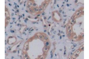 Detection of VEGF165 in Human Kidney Tissue using Monoclonal Antibody to Vascular Endothelial Growth Factor 165 (VEGF165) (VEGF 165 (AA 28-191) 抗体)
