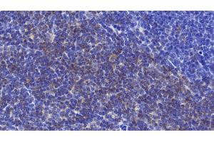 Detection of CD90 in Mouse Spleen Tissue using Polyclonal Antibody to Cluster of Differentiation 90 (CD90) (CD90 抗体  (AA 20-131))