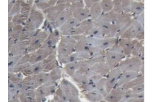 DAB staining on IHC-P; Samples: Porcine Heart Tissue (Lactate Dehydrogenase A 抗体  (AA 1-332))