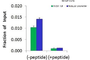 Chromatin Immunoprecipitation (ChIP) Using CTCF antibody - N-terminal region  and HCT116 Cells (CTCF 抗体  (N-Term))