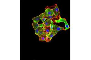 Immunocytochemistry (ICC) image for anti-TNF Receptor-Associated Factor 2 (TRAF2) (AA 39-188) antibody (ABIN5896378) (TRAF2 抗体  (AA 39-188))