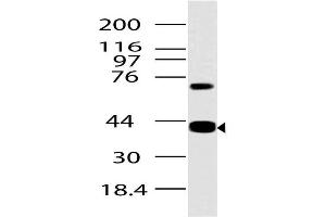 Image no. 1 for anti-Advanced Glycosylation End Product-Specific Receptor (AGER) (AA 1-280) antibody (ABIN5027504) (RAGE 抗体  (AA 1-280))