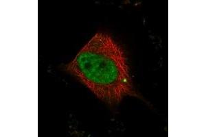 Immunofluorescent staining of human cell line U-251 MG with WBP4 polyclonal antibody  at 1-4 ug/mL dilution shows positivity in nucleus but not nucleoli. (WBP4 抗体)