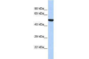 WB Suggested Anti-NR1I2 Antibody Titration:  0. (NR1I2 抗体  (N-Term))