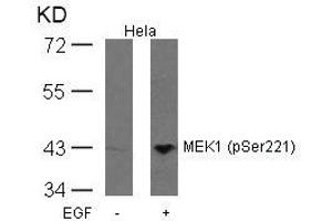 Western blot analysis of extracts from Hela cells untreated or treated with EGF using MEK1(Phospho-Ser221) Antibody. (MEK1 抗体  (pSer221))