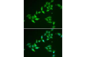 Immunofluorescence (IF) image for anti-Thioredoxin-Like 1 (TXNL1) antibody (ABIN1980338) (TXNL1 抗体)