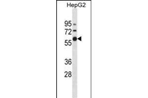 ZN Antibody (N-term) (ABIN1882017 and ABIN2838598) western blot analysis in HepG2 cell line lysates (35 μg/lane). (ZNF205 抗体  (N-Term))