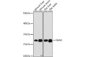 Western blot analysis of extracts of various cell lines, using SMN1 antibody (ABIN7270652) at 1:1000 dilution. (SMN1 抗体  (AA 80-150))