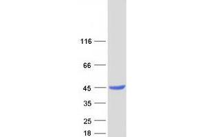 Validation with Western Blot