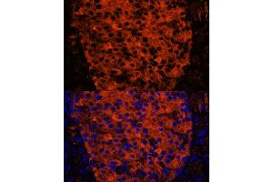 Immunofluorescence analysis of mouse pancreas using PNLIPRP1 antibody (ABIN7269167) at dilution of 1:100. (PNLIPRP1 抗体  (AA 298-467))