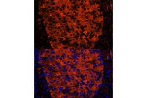 Immunofluorescence analysis of mouse pancreas using PNLIPRP1 antibody (ABIN7269167) at dilution of 1:100.