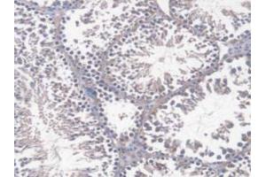 IHC-P analysis of Mouse Testis Tissue, with DAB staining. (DNAJC2 抗体  (AA 368-621))