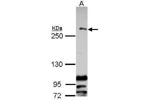 WB Image Sample (30 ug of whole cell lysate) A: Raji 5% SDS PAGE antibody diluted at 1:1000 (CENPF 抗体  (C-Term))
