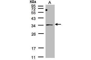 WB Image Sample(30 μg of whole cell lysate) A:HeLa S3, 12% SDS PAGE antibody diluted at 1:500