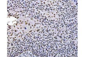 IHC analysis of PC4/SUB1 using anti-PC4/SUB1 antibody (ABIN7602184).