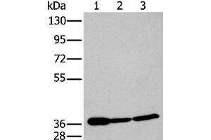 Western blot analysis of 293T and Hela cell lysates using P2RY11 Polyclonal Antibody at dilution of 1:250 (P2RY11 抗体)
