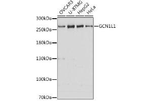 Western blot analysis of extracts of various cell lines, using GCN1L1 antibody. (GCN1L1 抗体  (AA 2462-2671))