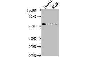 Western Blot Positive WB detected in: Jurkat whole cell lysate, K562 whole cell lysate All lanes: HMGXB4 antibody at 1:2000 Secondary Goat polyclonal to rabbit IgG at 1/50000 dilution Predicted band size: 66 kDa Observed band size: 66 kDa (HMGXB4 抗体  (AA 489-509))