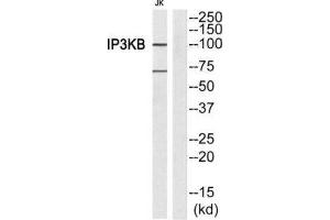 Western Blotting (WB) image for anti-Inositol-Trisphosphate 3-Kinase B (ITPKB) (Internal Region) antibody (ABIN1849284) (ITPKB 抗体  (Internal Region))