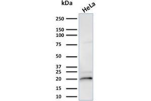 Western Blot Analysis of HeLa cell lysate using Crystallin Alpha B Mouse Monoclonal Antibody (CPTC-CYRAB-1).